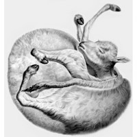 Collezione di Anatomia Patologica e Teratologia Veterinaria Alessandrini - Ercolani