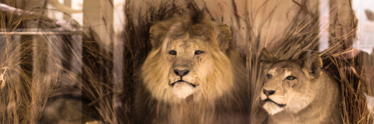Collezione di Zoologia