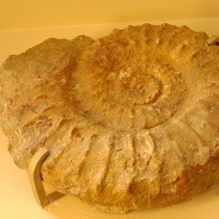 Collezione di Geologia "Museo Giovanni Capellini"