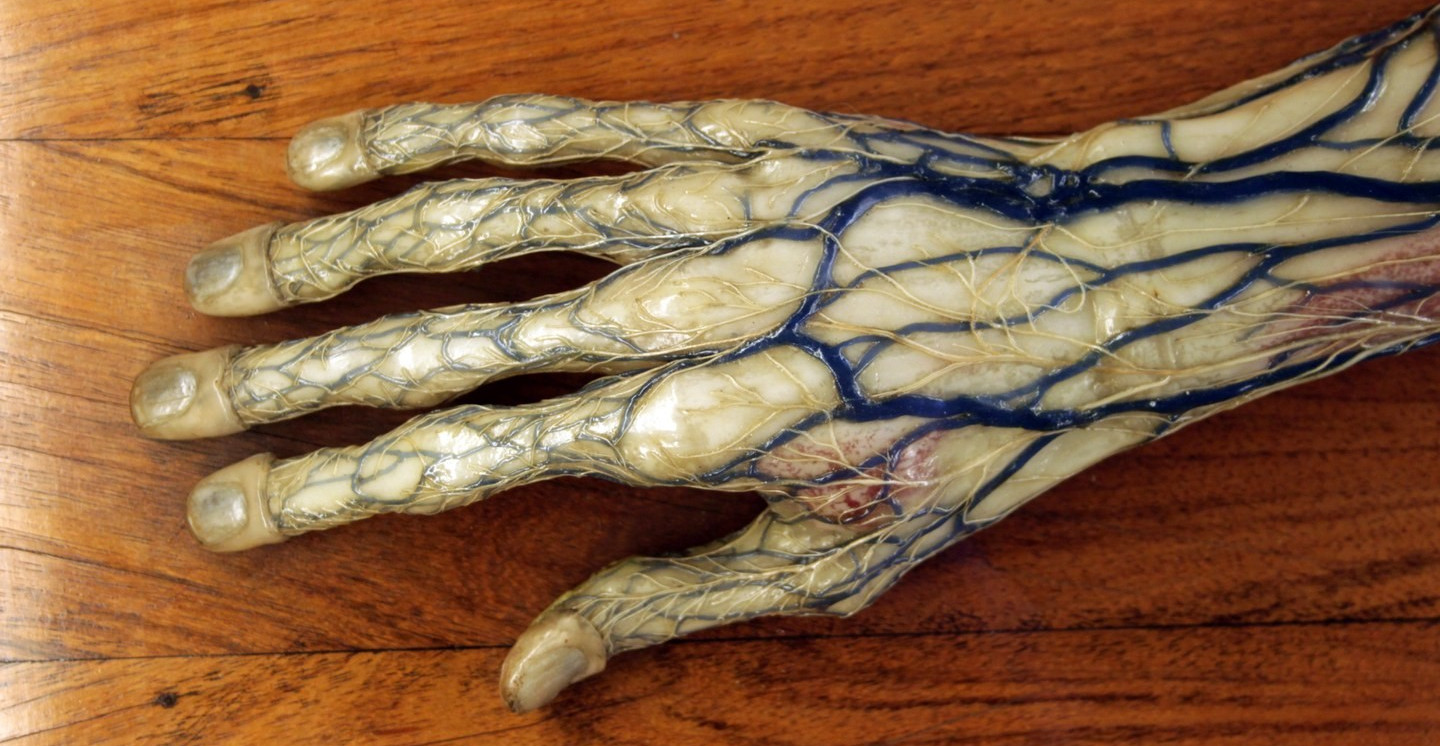 Collezione delle Cere Anatomiche "Luigi Cattaneo"