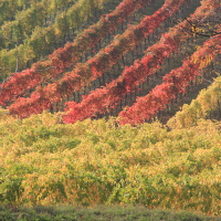 Ecomuseo della Collina e del Vino