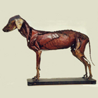 Collezione di Anatomia degli Animali Domestici