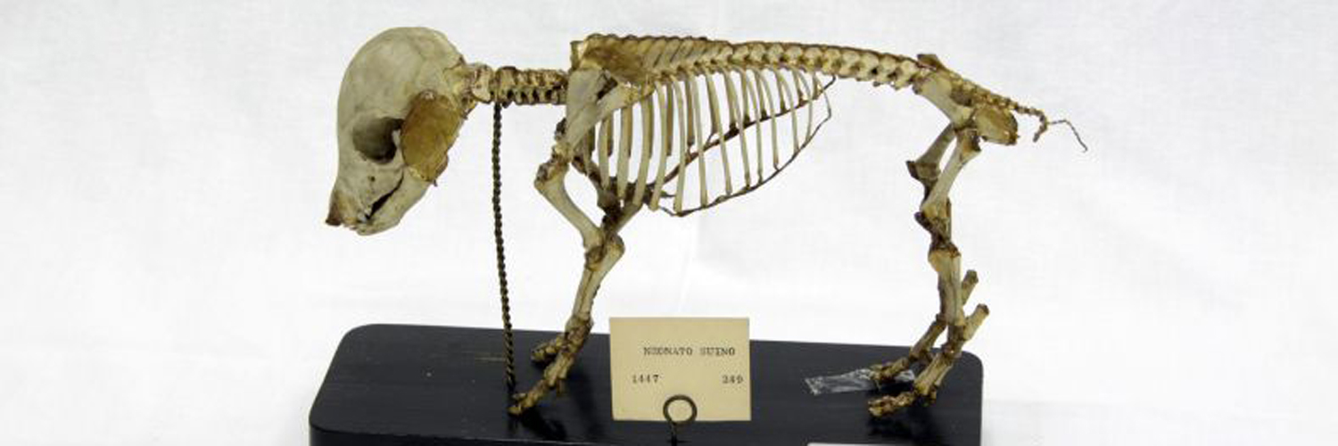 Collezione di Anatomia degli Animali Domestici