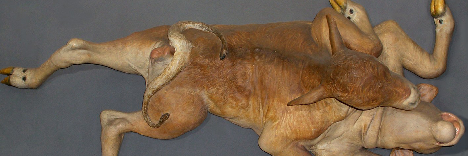 Collezione di Anatomia Patologica e Teratologia Veterinaria