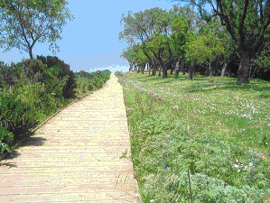 Dulcamara-Viale dei Mandorli
