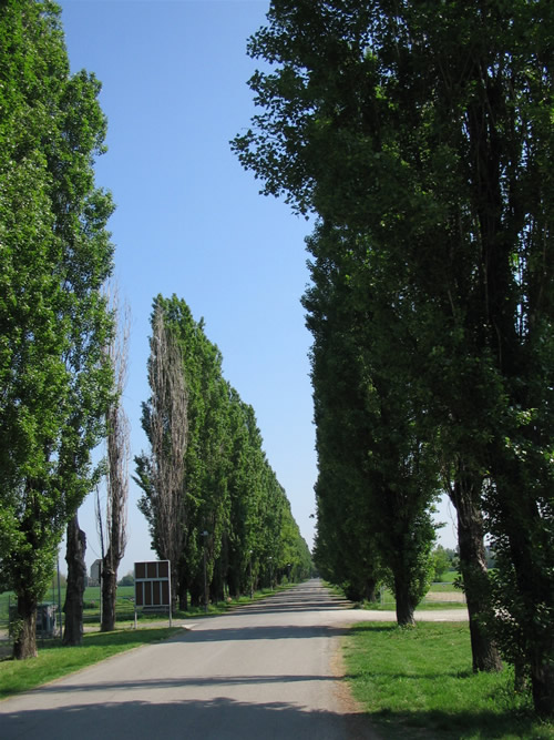 Viale di ingresso di Villa Pallavicini