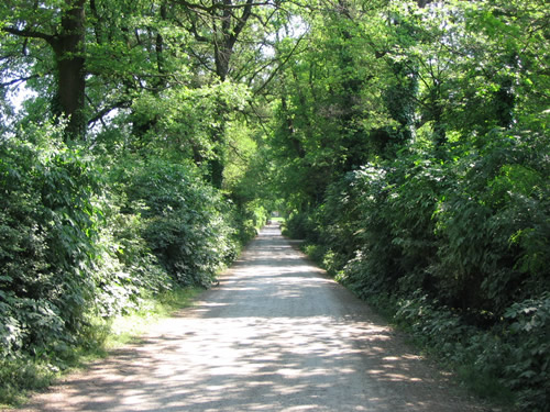 Viale d'ingresso della Tenuta Orsi Mangelli a Madonna Prati