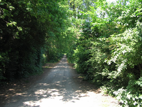 Viale della Tenuta Orsi Mangelli a Madonna Prati