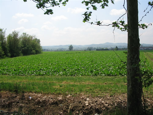 Veduta verso le colline nei pressi della ex Polveriera di Madonna Prati