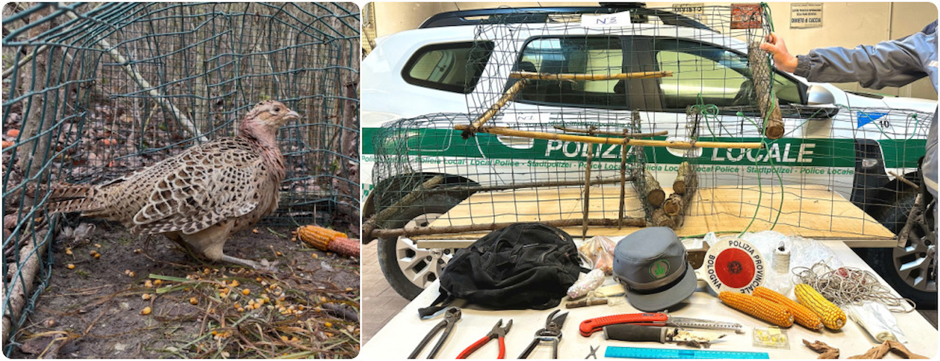 Il fagiano e gli oggetti sequestrati