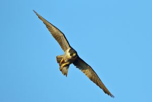 Falco pellerino