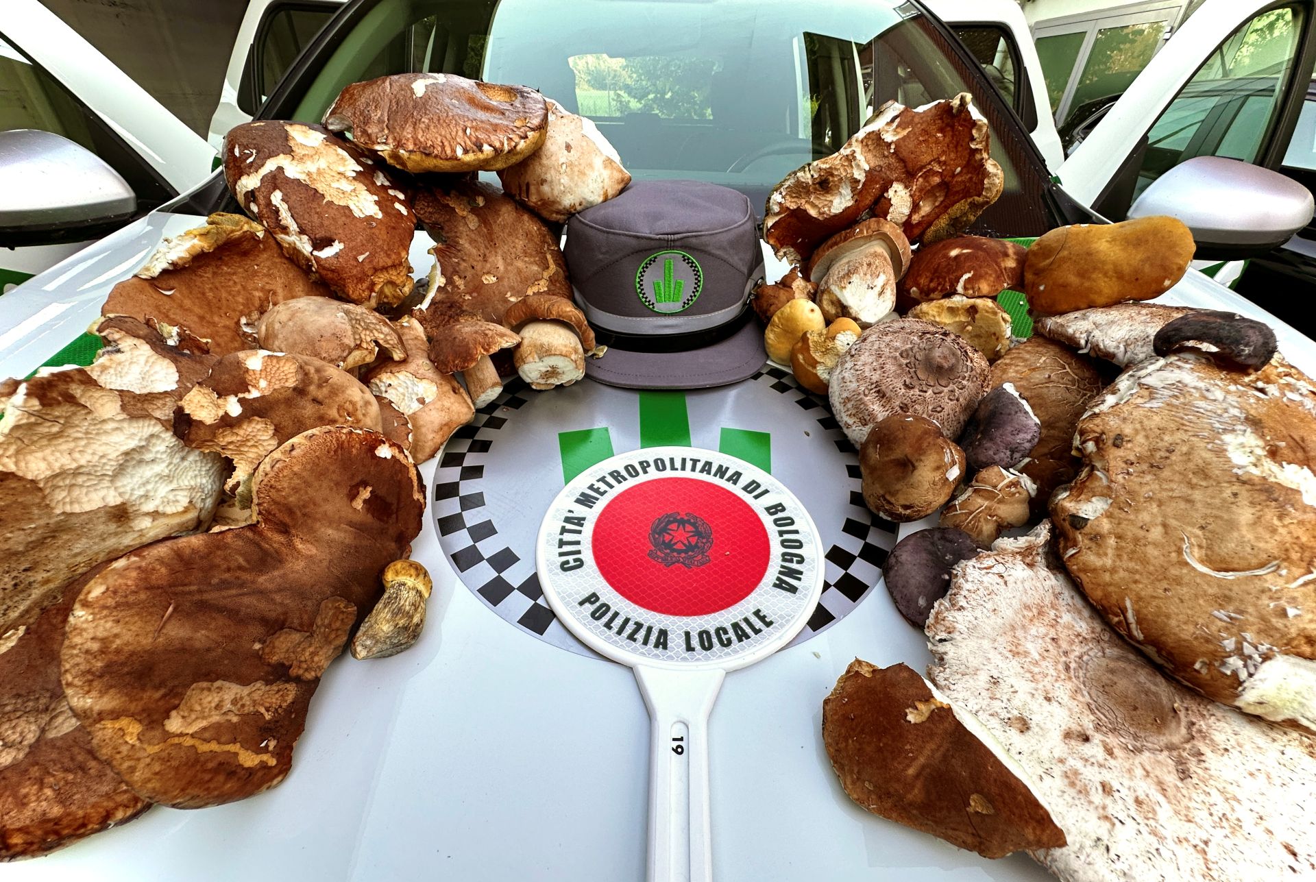 sequestro di funghi raccolti illecitamente