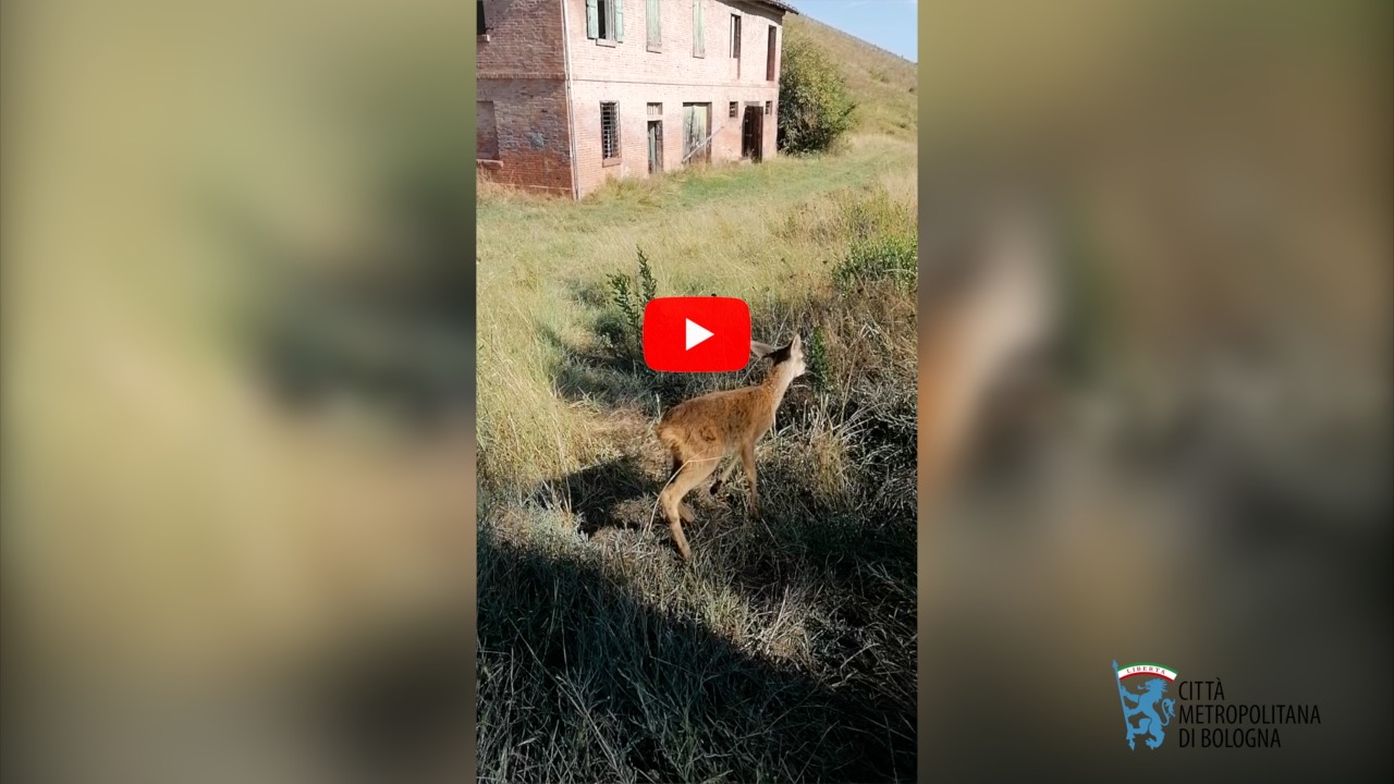 Giovane capriolo salvato dalla Polizia della Città metropolitana. Il piccolo era caduto in una vasca di raccolta acque di 2 metri di profondità