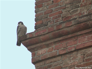 Foto: Falco pellegrino in Piazza Maggiore a Bologna