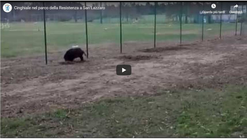 Cinghiale nel parco della Resistenza a San Lazzaro