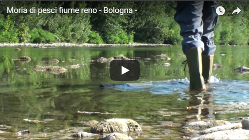Moria di pesci fiume Reno a Bologna