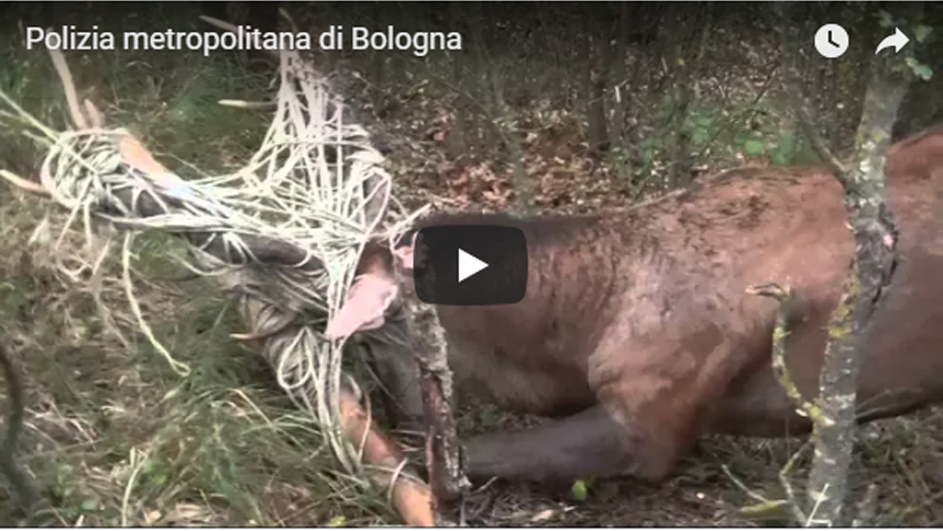 Un giorno con gli agenti di Polizia della Città metropolitana di Bologna