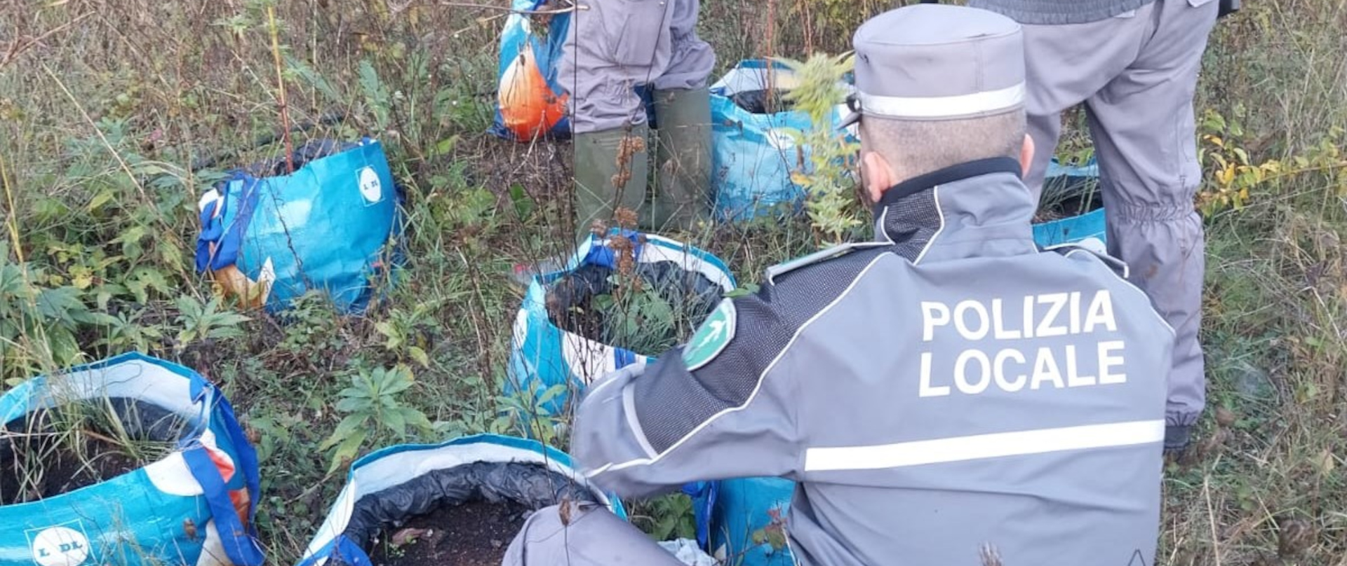 coltivazione di cannabis nei pressi dell'aeroporto di Bologna