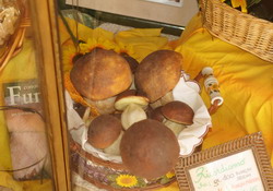 Funghi porcini - Archivio Provincia di Bologna