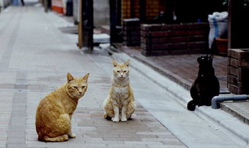 Gatti in strada