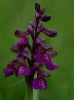 Orchidea spontanea - Dal sito del Parco del Corno alle Scale (www.parcocornoallescale.it)