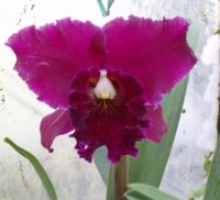  Orchidea - Cattleya ibrida, dal sito Aerado