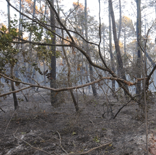 Prevenzione e contrasto degli incendi boschivi: fino al 30 settembre è attiva la fase di attenzione