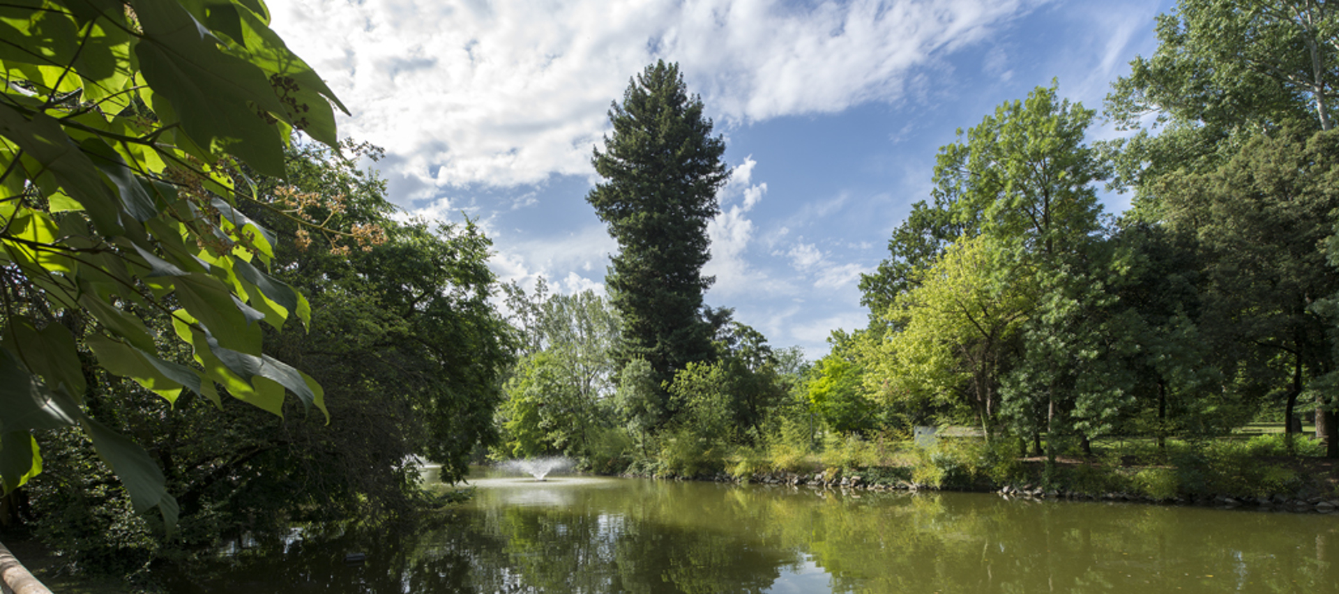 Foto: Sequoia sempreverde - Giardini Margherita - Bologna