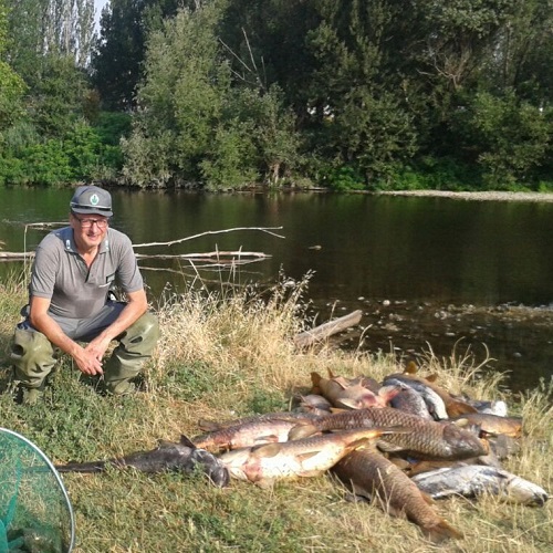 Moria di pesci nel fiume Reno a Bologna, la Polizia provinciale ne recupera oltre tre quintali