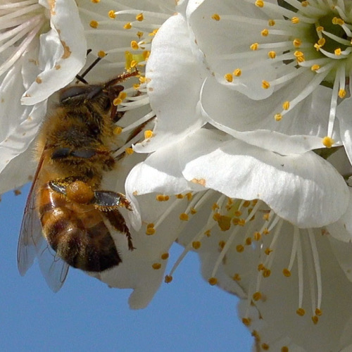 "Bee Happy. Proteggiamo la biodiversità", il crowdfunding per salvare le api