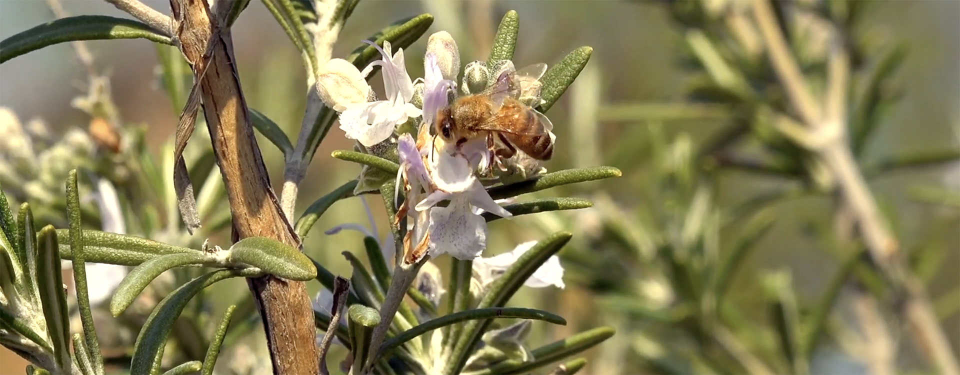 Foto: ape nel pomario - Archivio Città metropolitana di Bologna