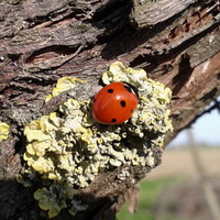 Coccinella primaverile