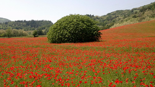 11/05/2011 - Sasso Marconi - Foto scattata da Mario Villani