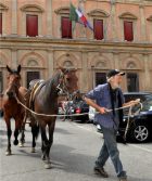 Da Bologna all'Iraq a cavallo, il "viaggio di pace" degli ultimi esploratori