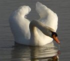 Cigno nell'oasi di Bentivoglio