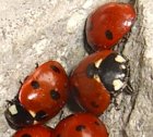 Coccinelle