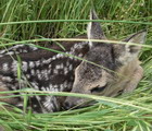 Cucciolo di capriolo