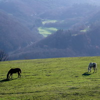 Cavalli al pascolo