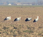 Cicogne a passeggio