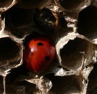 Coccinella in cella