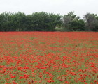 Papaveri in fiore