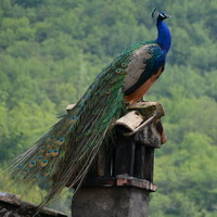 Il Pavone di Villa D'Aiano