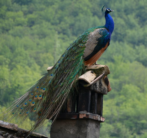 20/05/2016 - Nel borgo di Villa D'Aiano vive uno splendido pavone che ama stare sempre sul tetto di casa sua. Foto di: Patrizia Romagnoli