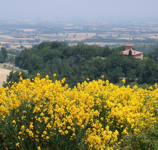 Fioritura di ginestre