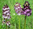 Orchidea purpurea