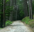 Strada forestale per Monte Cavallo