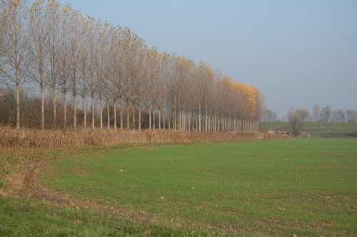 Mondonuovo di Baricella, nei pressi dell'argine del Reno - Foto di Claudio Martinelli