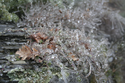 14/01/2011 - Un bosco di Castel del Rio. Foto di Claudio Martinelli