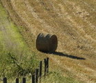 Campagna bolognese