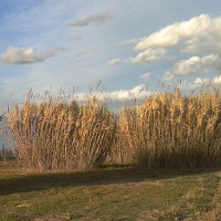 Canneto a Cadriano (Granarolo dell'Emilia)